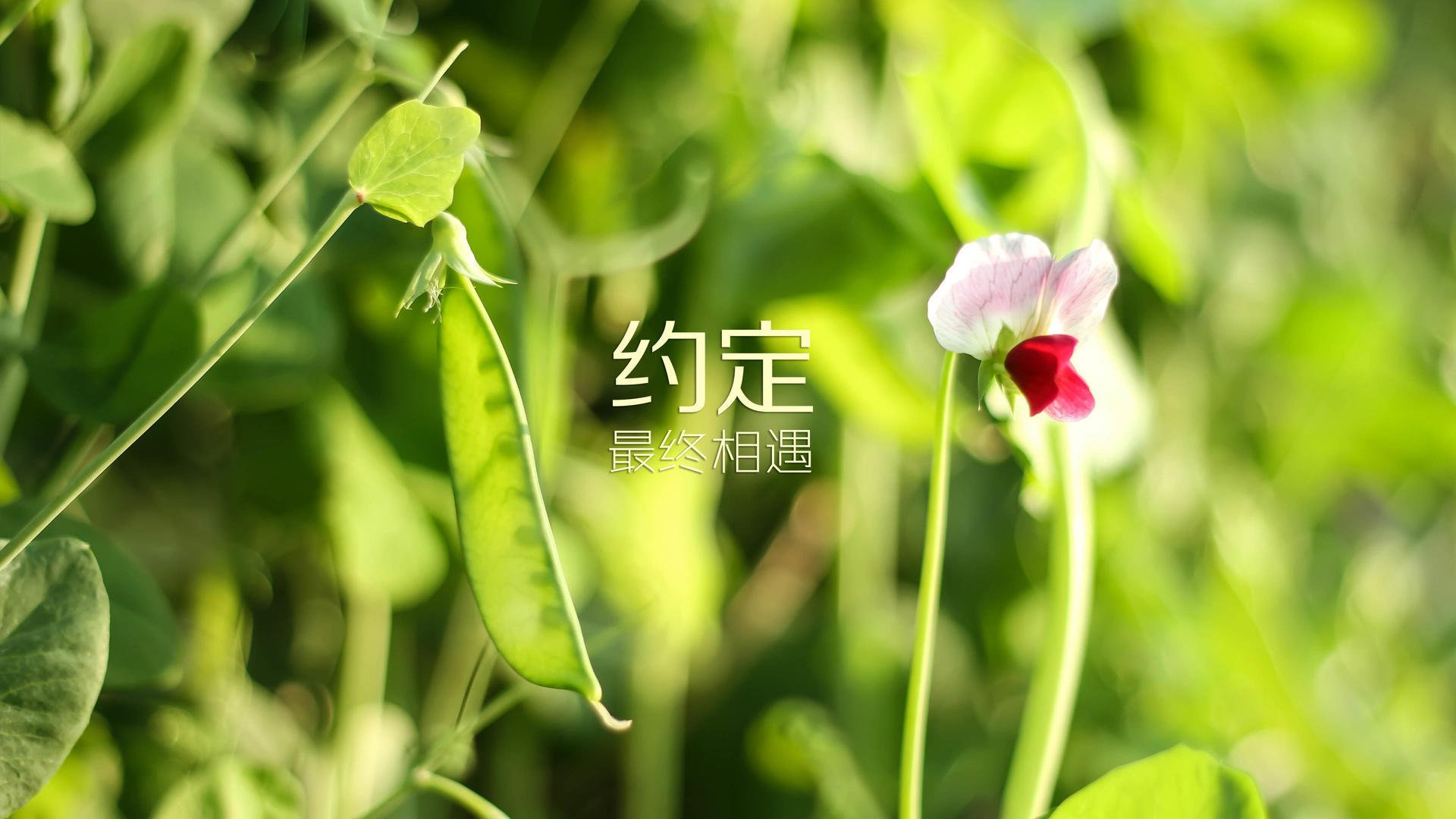 _世界遗产地：在文化古迹中举办的特色比赛_，世界文化遗产地址