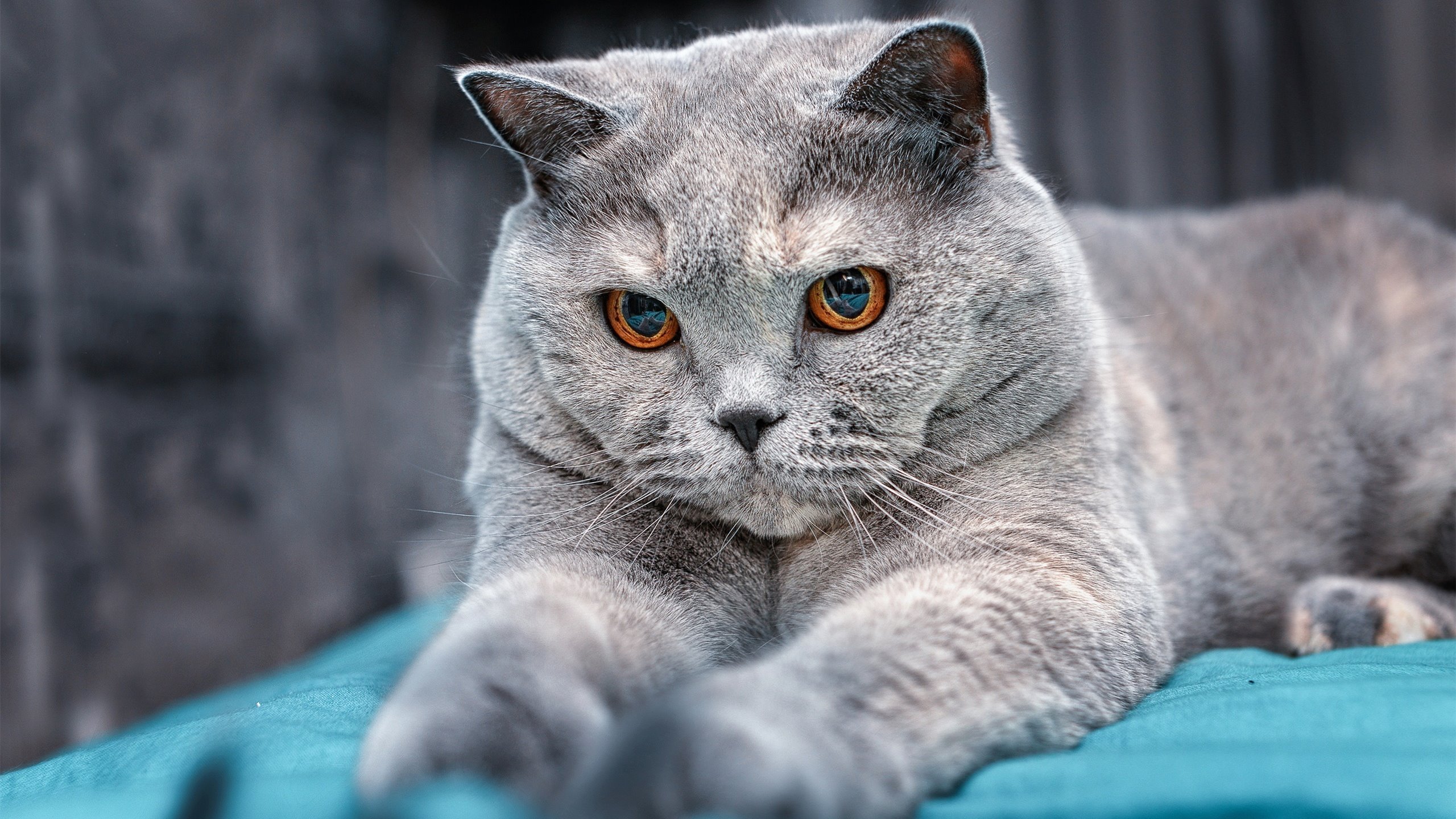 卢旺达男篮在非洲锦标赛中夺冠，创造历史纪录