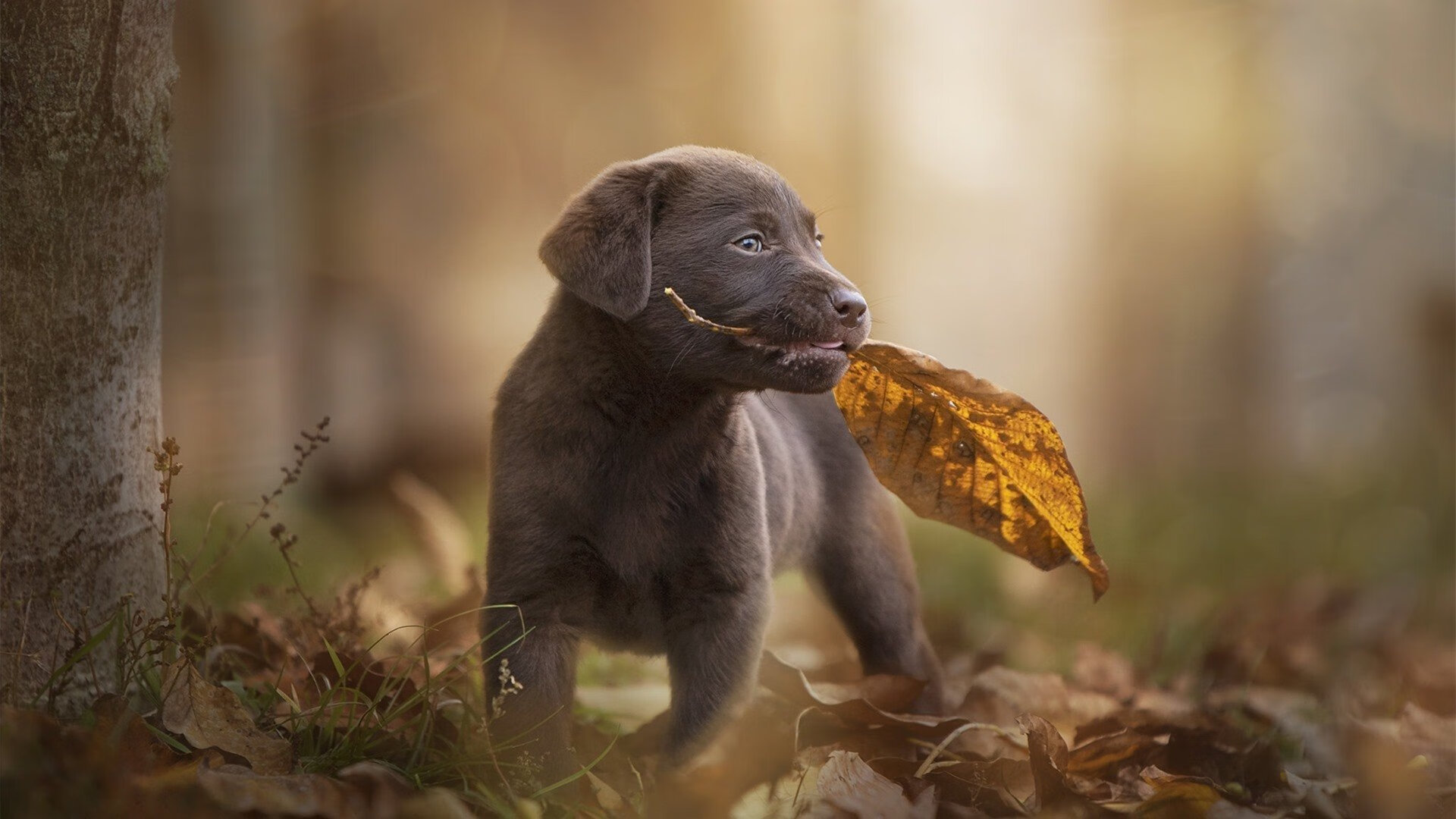 足球裁判技术评估系统上线测试，足球裁判考试